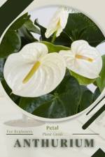 Anthurium af Petal Prodigy