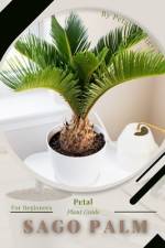 Sago Palm af Petal Prodigy
