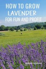 How to Grow Lavender for Fun and Profit af Adriana Copaceanu