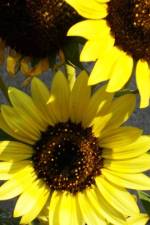 More New Mexico Sunflowers af Bobby J Jones