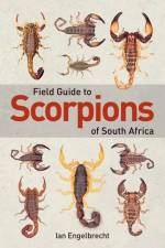 Field Guide to Scorpions of South Africa af Ian Engelbrecht
