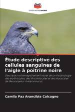 Étude descriptive des cellules sanguines de l'aigle à poitrine noire af Camila Paz Arancibia Calcagno