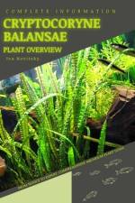 Cryptocoryne Balansae af Iva Novitsky