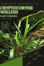 Cryptocoryne Willisii af Iva Novitsky