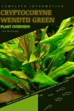Cryptocoryne Wendtii Green af Iva Novitsky