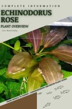 Echinodorus Rose af Iva Novitsky
