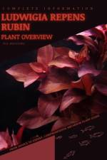 Ludwigia Repens Rubin af Iva Novitsky