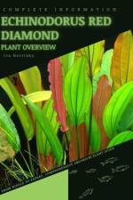 Echinodorus Red Diamond af Iva Novitsky