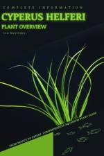 Cyperus helferi af Iva Novitsky
