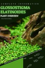 Glossostigma Elatinoides af Iva Novitsky