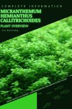 Micranthemum Hemianthus Callitrichoides af Iva Novitsky