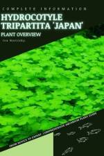 Hydrocotyle tripartita 'Japan' af Iva Novitsky