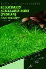 Eleocharis acicularis Mini (pusilla) af Iva Novitsky