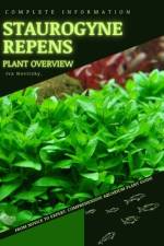 Staurogyne Repens af Iva Novitsky