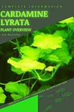 Cardamine lyrata af Iva Novitsky