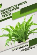 Asplenium nidus (Bird's Nest Fern) af Tetiana Sabanen