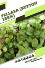 Pellaea (Button Fern) af Tetiana Sabanen