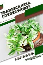 Tradescantia (Spiderwort) af Tetiana Sabanen