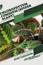 Chlorophytum comosum (Spider Plant) af Tetiana Sabanen