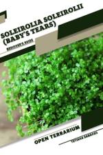Soleirolia soleirolii (Baby's Tears) af Tetiana Sabanen