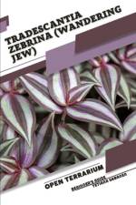 Tradescantia zebrina (Wandering Jew) af Tetiana Sabanen