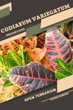 Codiaeum variegatum af Tetiana Sabanen