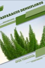 Asparagus densiflorus af Tetiana Sabanen