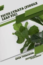 Ficus lyrata (Fiddle Leaf Fig) af Tetiana Sabanen
