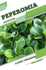 Peperomia af Tetiana Sabanen