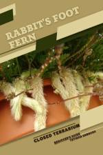 Rabbit's Foot Fern af Tetiana Sabanen