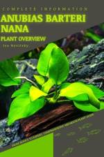 Anubias barteri nana af Iva Novitsky