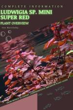 Ludwigia sp. Mini Super Red af Iva Novitsky