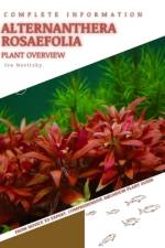 Alternanthera Rosaefolia af Iva Novitsky