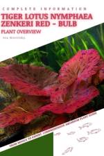 Tiger Lotus Nymphaea Zenkeri Red - Bulb af Iva Novitsky