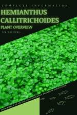 Hemianthus Callitrichoides af Iva Novitsky
