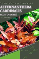 Alternanthera Cardinalis af Iva Novitsky
