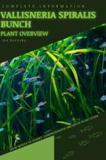 Vallisneria Spiralis Bunch af Iva Novitsky