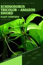 Echinodorus Tricolor - Amazon Sword af Iva Novitsky