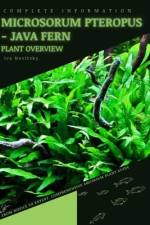 Microsorum Pteropus - Java Fern af Iva Novitsky