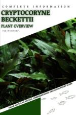 Cryptocoryne Beckettii af Iva Novitsky