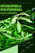Hygrophila Polysperma af Iva Novitsky