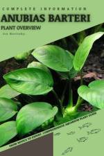 Anubias Barteri af Iva Novitsky