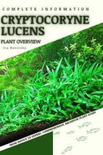 Cryptocoryne Lucens af Iva Novitsky