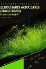 Eleocharis Acicularis (Hairgrass) af Iva Novitsky