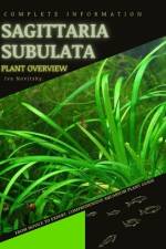 Sagittaria subulata af Iva Novitsky