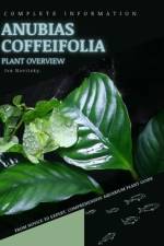 Anubias Coffeifolia af Iva Novitsky