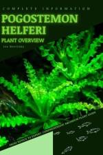 Pogostemon Helferi af Iva Novitsky