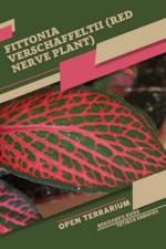 Fittonia verschaffeltii (Red Nerve Plant) af Tetiana Sabanen