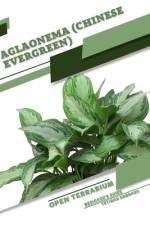 Aglaonema (Chinese Evergreen) af Tetiana Sabanen