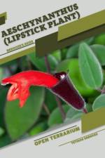 Aeschynanthus (Lipstick Plant) af Tetiana Sabanen